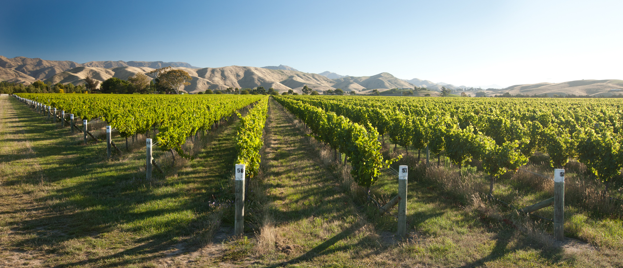 Vineyard, Marlborough, New Zealand